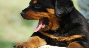 Кучето кашлица: какво и какво да правят в този случай